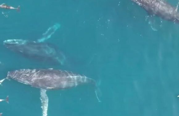 Aberta a temporada de espetáculos das Baleias Jubarte no litoral brasileiro